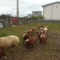 گوسفند زنده کرمانشاه