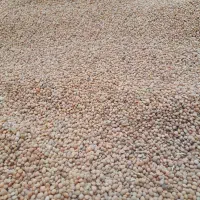 عدس شسته شده ولایتی
