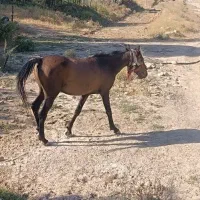 اسب