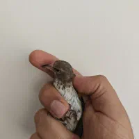 جوجه سهره دورگ بی نظیر به شرط نقش