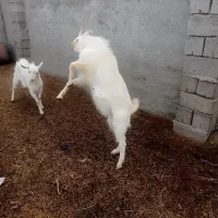 چبش جنس درجه یک مخصوص نسل کشی