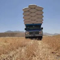 کاه گندم کرمانشاه