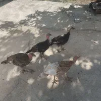 بوقلمون 2ماهه