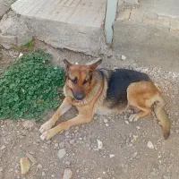 واگذاری سگ ژرمن ماده و۳توله سگ