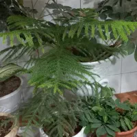 درختچه.