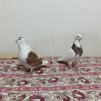 کبوتر