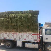 یونجه