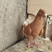 کفتر زرد دمسفید نر‌