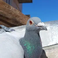 دوبر نر مسافتی