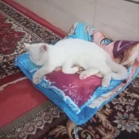 گربه