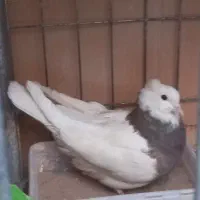 کفتر طوقی ماده سرکه‌ای