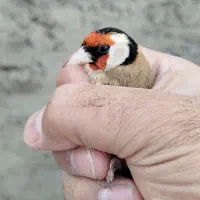 سهره مست و دهن زن درجه یک