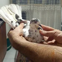 کفتر پرشی