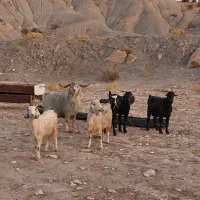بز داشتی جوان