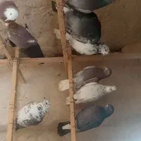 کفتر تهرانی پرشی