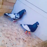کبوتر سینه سیاه