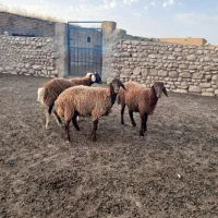 بره ماده ونر هترو
