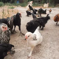جوجه مرغ و خروس مرندی
