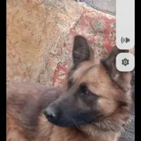 ژرمن نر کلاسیک کلاسA