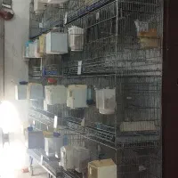 کبوتر تهرانی وشهرستانی
