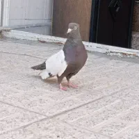 کفتر ،سینه سیاه کاکلی، کبوتر