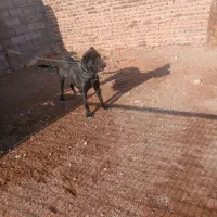 سگ ماده