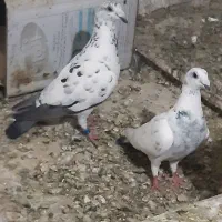 کفتر کبوتر