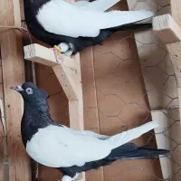 کفتر سینه سیاه ۴عدد نروماده روهم دونه ۱ملیون
