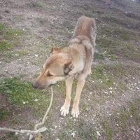 توله سگ سرابی