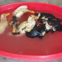 اردک تخم گذار