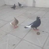 چهارتاپلنگ فروشی