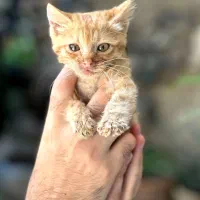 بچه گربه کوچولو