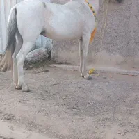 اسب