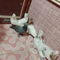 شش عددکبوتر