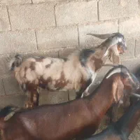 بز نر جروکی