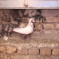 کبوتر دمب سرخ