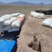 کاه گندم وگندم تحویلی