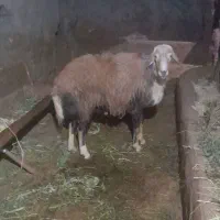 فروش قوچ افشار پلنگی