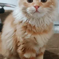 گربه|گربه|زابل, |دیوار