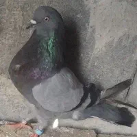 کبوتر پرش سنگین