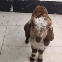 بزغاله شیری و بره