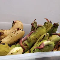 هسته انبه ..آماده کاشت