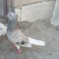 کفتر