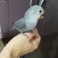 ی عدد کوتوله خاکستری ۲ ماهه دستی