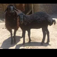 گوسفند|حیوانات مزرعه|اراک, |دیوار