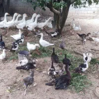 فروش انواع غار و اردک و مرغ و خروس