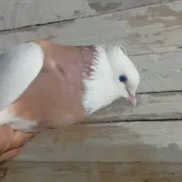 کبوتر