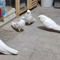 نوک قنار