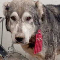 سگ افغان پاک