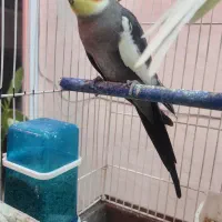 عروس هلندی نر سخنگو رام دستی